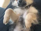 Pomchi han hvalp 