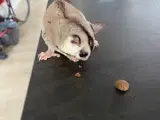 Sugar glider