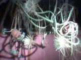 Nattens dronning kaktus købes tages imod