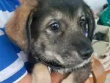 Hundepigen Tubs søger hjem!🩷