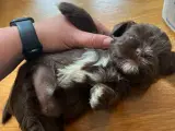 Shih tzu/bichon havanais - 4