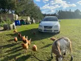 Volvo V70 D5 185hk Aut. med partikelfilter - 2