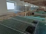 - - - Fangegitter - 2