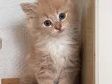 Maine coon killinger uden tavle