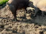 DRÆGTIG SØ HALV DUROC OG HALV GAMMEL LANDRACEGRIS - 4