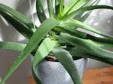 Stueplante, Aloe Vera		