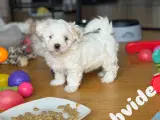 Coton de tulear/shih tzu hunde hvalpe  - 3