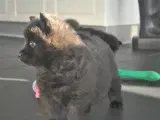 Eurasier hvalpe - 2