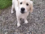 Golden retriever 3xvac. - 4