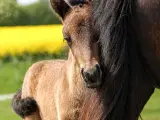 Avl - Stævne eller Luksus ridehest <3 - 2