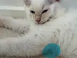 NYE BILLEDER, Superskøn Ragdoll han- - 3