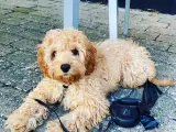 cavapoo han til parring