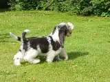 Petit basset hvalpe - 5