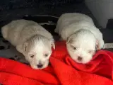 Shih tzu hvalpe - 2