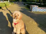 Cavapoo hvalpe  - 3