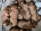 Brune puddelhvalpe 