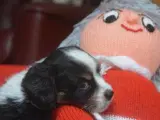 Cavalier / Dansk Svensk blanding med 2 års garanti - 4