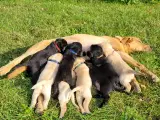 Labradorhvalpe med stambog