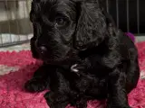 Cockapoo f1 hvalpe  - 5