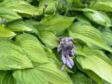 Flotte gratis Hosta/Funkia - 2
