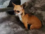chihuahua hun hund 