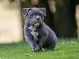 American Bully - 2