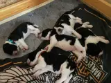 Engelsk springer spaniel hvalpe 