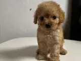 Cavapoo hvalpe  - 3