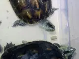 2 sumpskildpadder
