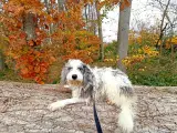 Hund søger nyt hjem 