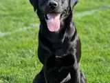 Labrador Formel 1 hanhund på 3 år - 3