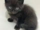 Kat