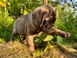 10-uger gamle Bullmastiff hvalpe til salg  - 5