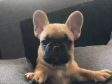 Lækker fræk fransk bulldog dreng - 4