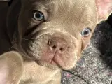 Super smukke fransk bulldog  hvalpe med blå øjne  - 5