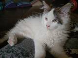  Maine Coon han killing med stamtavle
