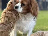 Cavamaltipoo hvalpe - 1 pige tilbage/RESERVERET - 4