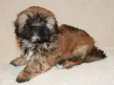 Lhasa Apso hvalp - 3