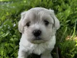 Coton - Shih tzu hundehvalpe  - 2