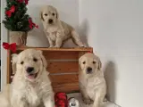 Golden retriever 