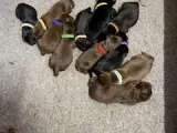 Sorte og brune labradorhvalpe - 3