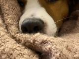 Jack Russell Terrier hanhund tilbyder til parring. - 4