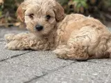 Cavamaltipoo hvalpe - 1 pige tilbage/RESERVERET - 2