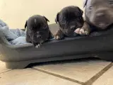 3/4 Staffordshire Bull Terrier 1/4 OEB