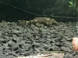 Akvarie med fisk 