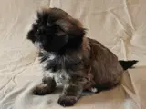 Lhasa Apso hvalpe - 3