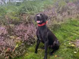 Sød og aktiv korthåret hønsehund - 5