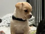 Chihuahua hvalpe  - 5