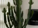 Cowboy kaktus