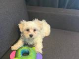 Malteser/bichon havanais hvalpe